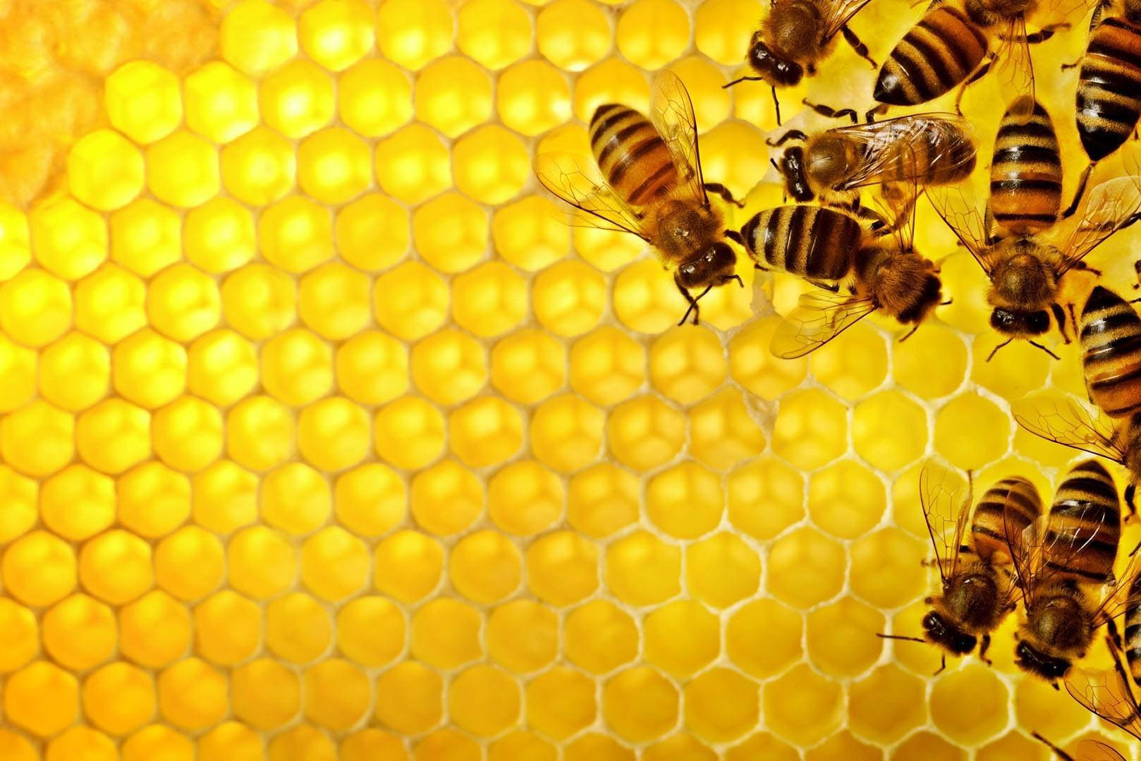 L'arnia, il supermercato delle api - Scuole Aron